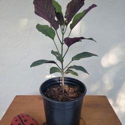 Starburst Plant