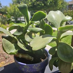 Large Suculent. In Pot. Pick Up Only 