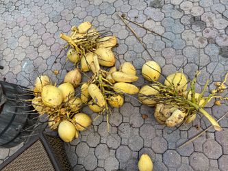 Coconuts for sale