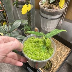 Monstera Obliqua Peru Fully Rooted