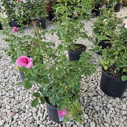 MIRANDA LAMBERT ROSE PLANTS ARRIVE, BEAUTIFUL AND HEALTHY. $23 EACH