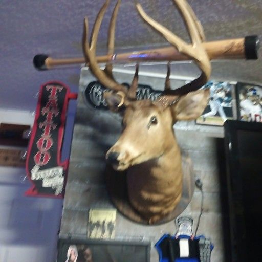 Deer Mount