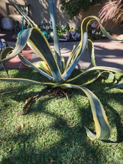 Americana Varigated Marginata Century Agave Plant