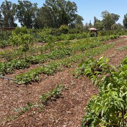 Fresno Berry/vegetable Farm