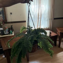 Decor Plant