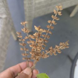 Organic Tulsi Seeds (Holy Basil) Dried Naturally On The Plant. 30 Seeds/Order.

Takes about 16 days to germinate.
