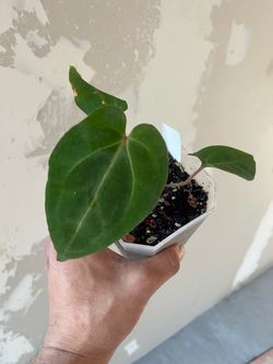 Anthurium Bess x FTG crystallinum