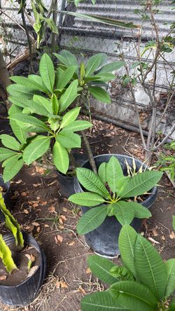 Plantas plomeria 40 cada una