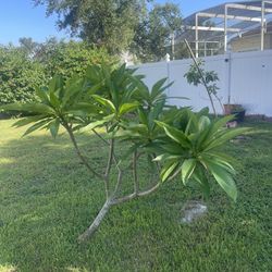Plumeria Tree 