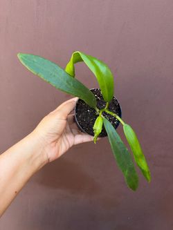 4” hoya treubiana