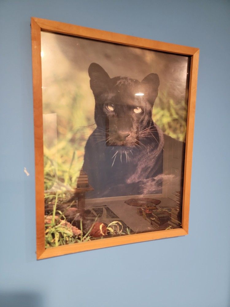 "Black Jaguar" Framed Art Print Poster - 20.5"x17"