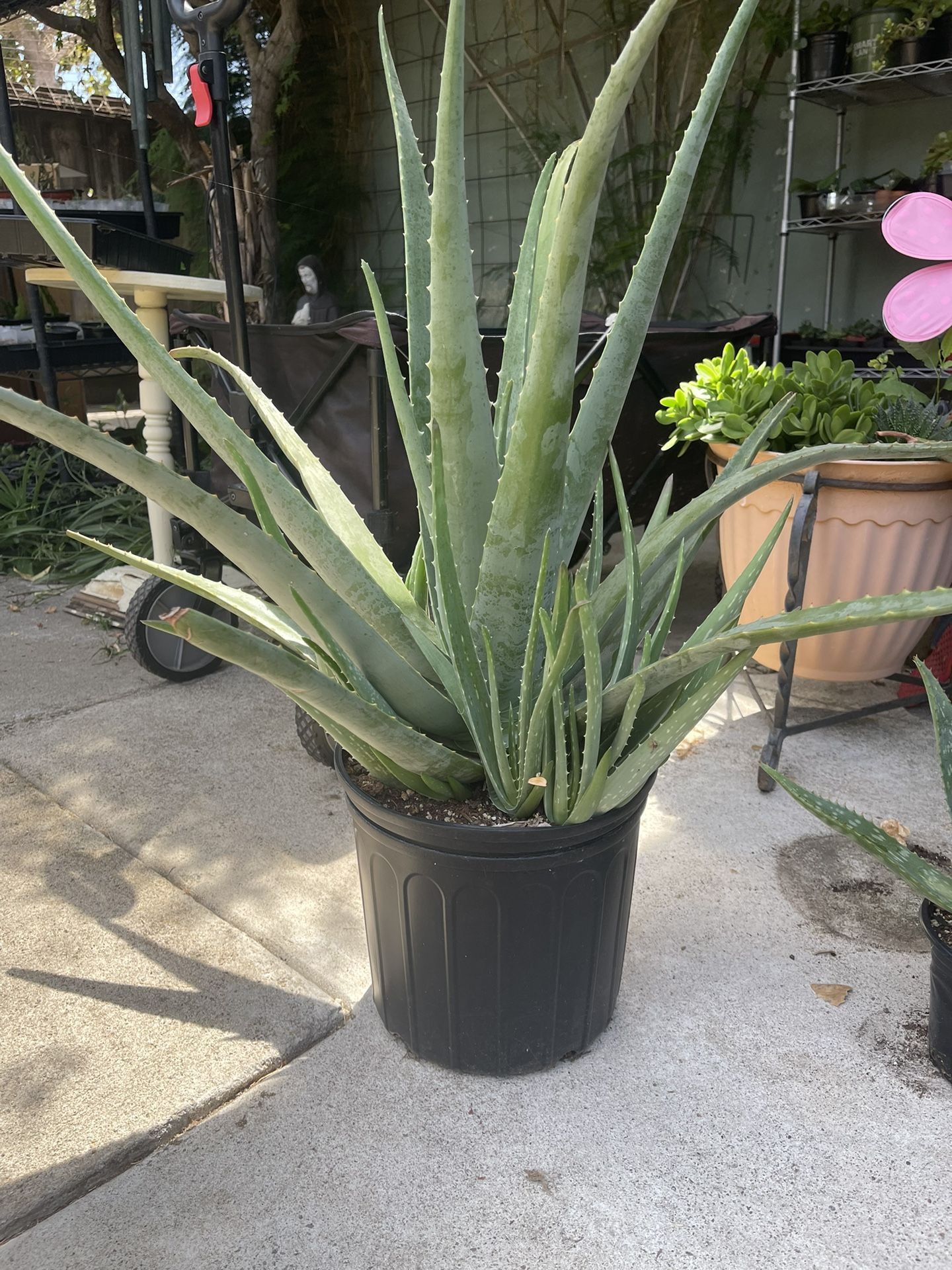 Large Aloe Vera