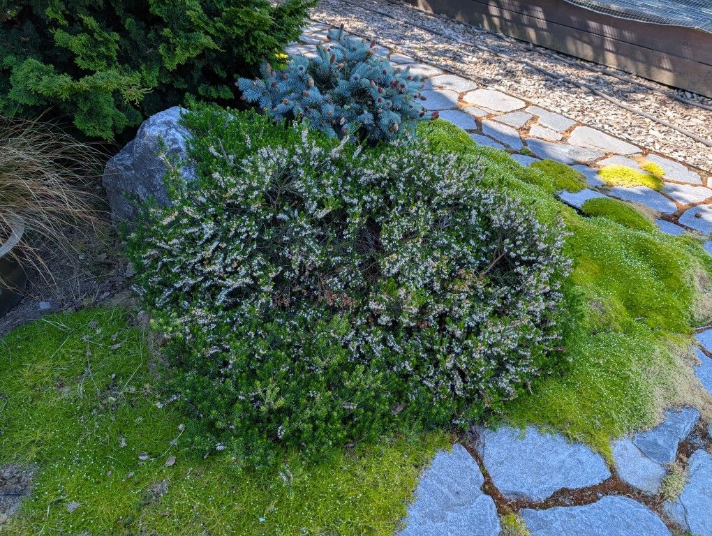 Heather Plant