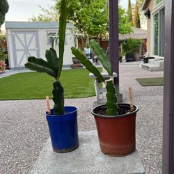 Dragon Fruit Plant
