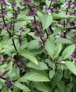 1 Live Rooted thai basil Plant Plug Southeast Asia