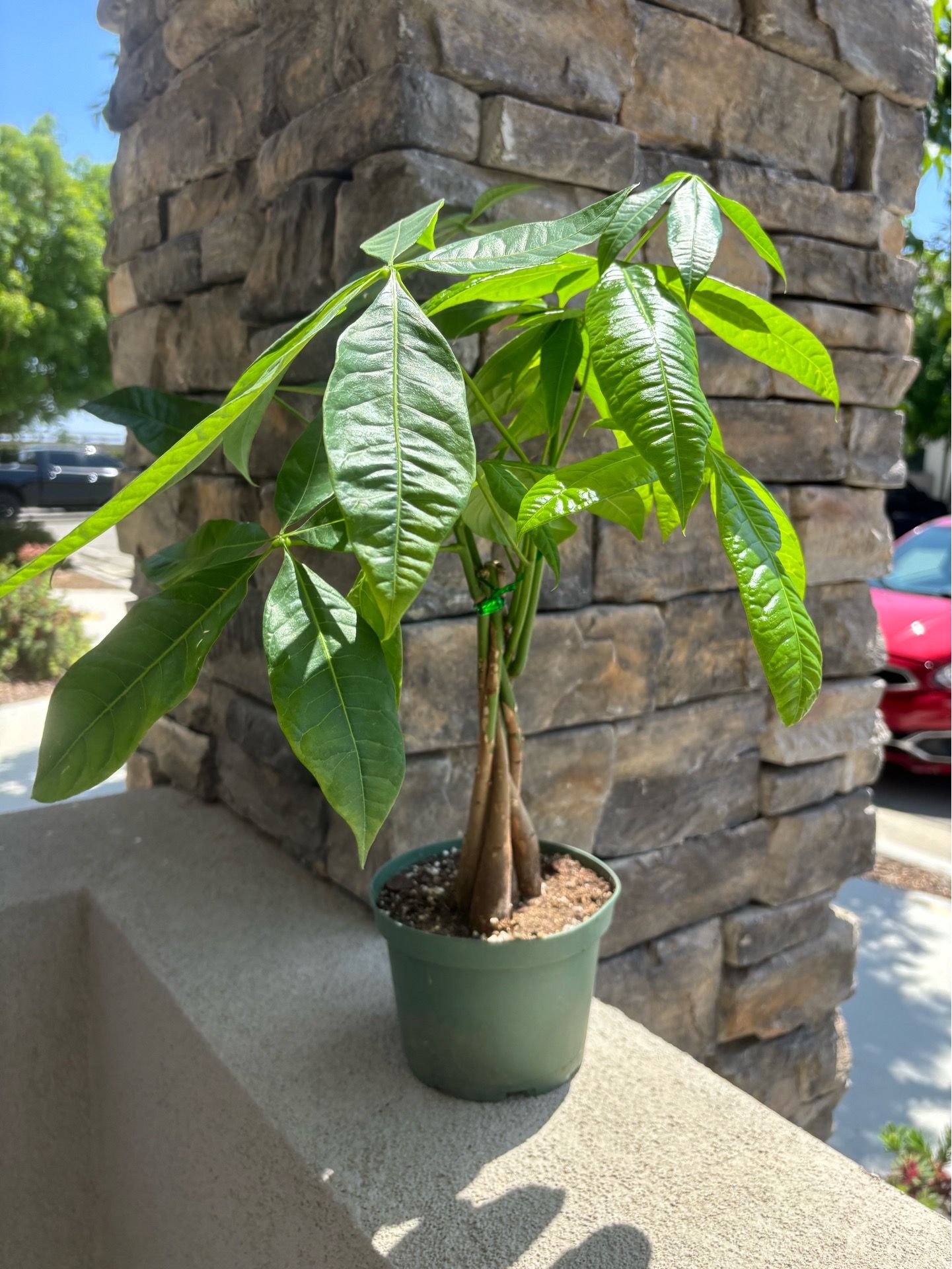 Money tree