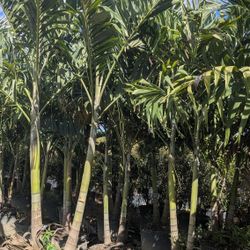 Christmas Palms Over 8 Feet Tall Instant Privacy Hedge For Fence