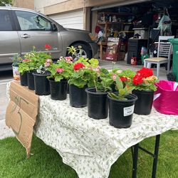 Plant Sale 