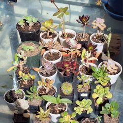 Succulents