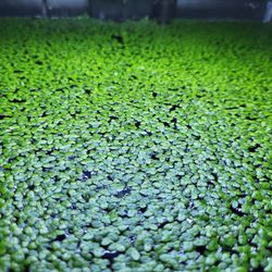 Duckweed 