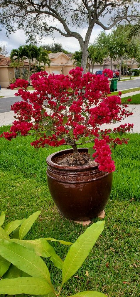 Bougainvillea Bonsai