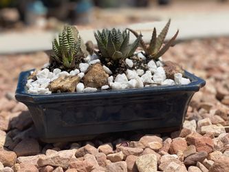 Succulent arrangement, areglo de soculente