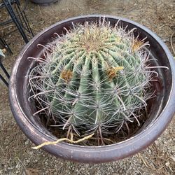 Barrel Cactus 