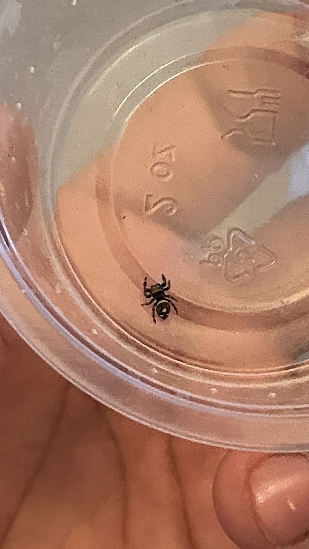 Jumping Spider With Enclosure 