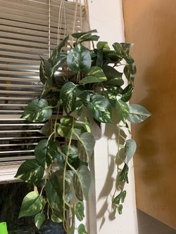 Fake Pothos