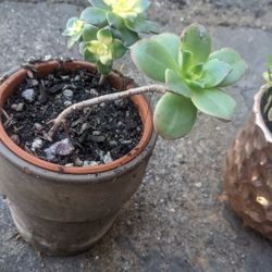 Nice Brown And Green Pot Very Pretty Green And Yellow Succulents 