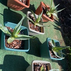 ALOE VERA ZEBRA 8” Square Pot $10 