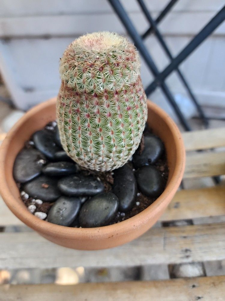 SUNDAY SALE RAINBOW CACTUS $20 SAN LORENZO