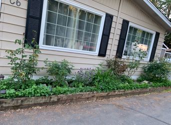 Free Rose Bushes