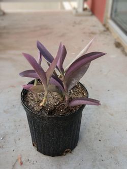 Purple heart plant