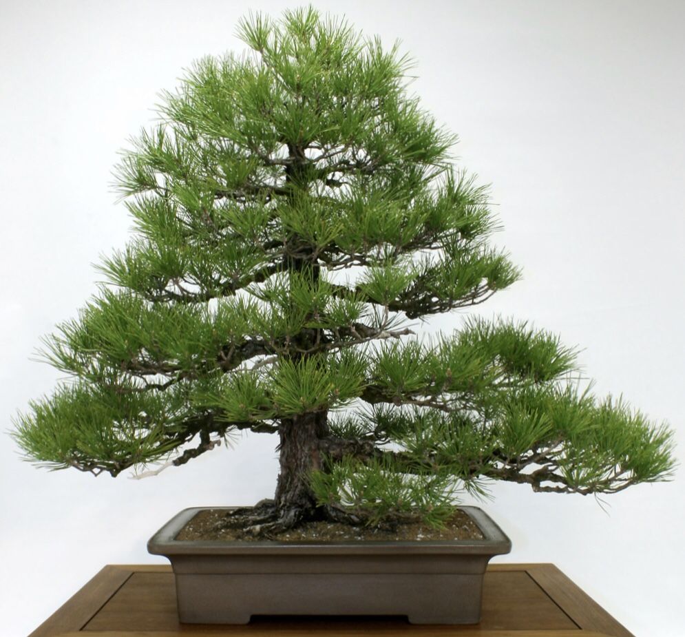 Japanese Black Shore Pine Bonsai  Quality Show Specimen Old 