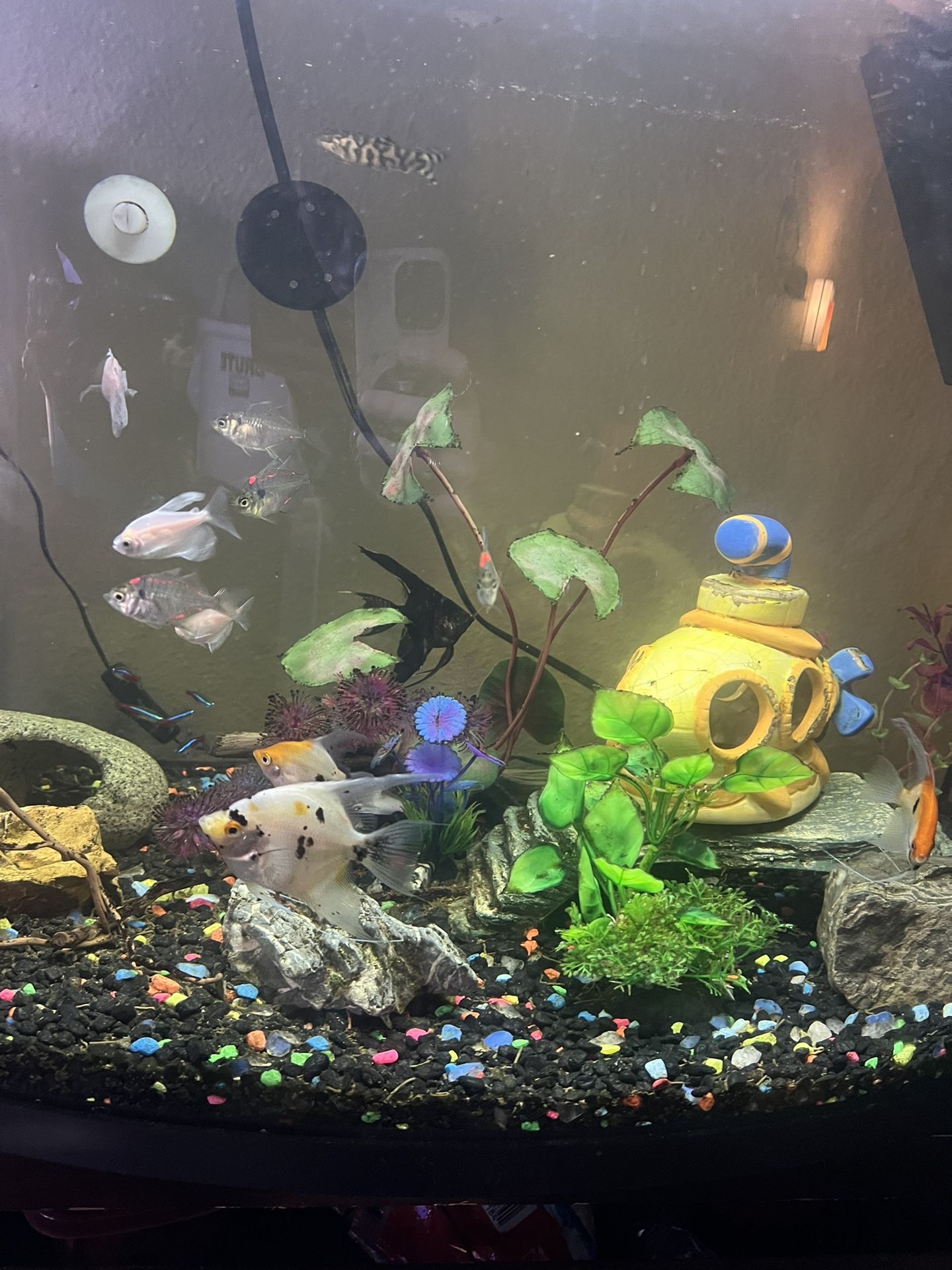 39 gallon, bowfront fish tank