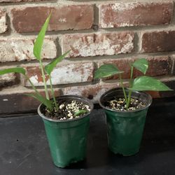 Pothos Golden Devil’s Ivy 