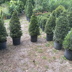 Small Cone Topiary In 3 gls Pot. SPECIAL PRICE !🤩
