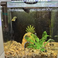 Fish Tank Wall Setup – Tanks, Fish, Heaters, Decor – $350 for Everything