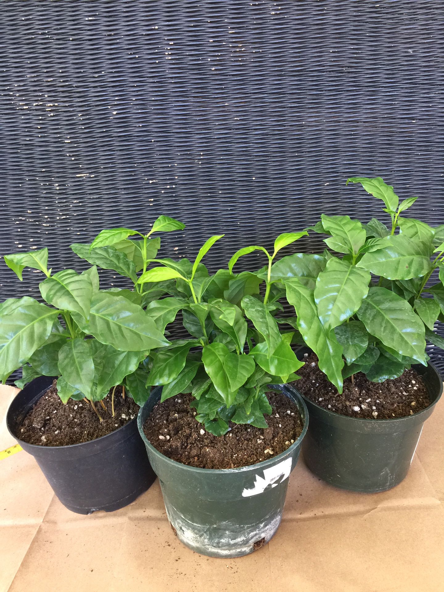 Coffee plants, 3 pots (6 inch pot size) for $10 firm