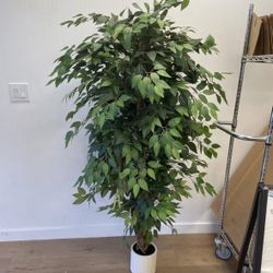 Artificial Ficus Tree - 6ft tall.