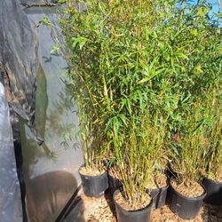Bamboo Golden Goddess 