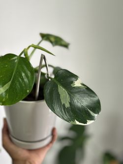 Philodendron white Wizard