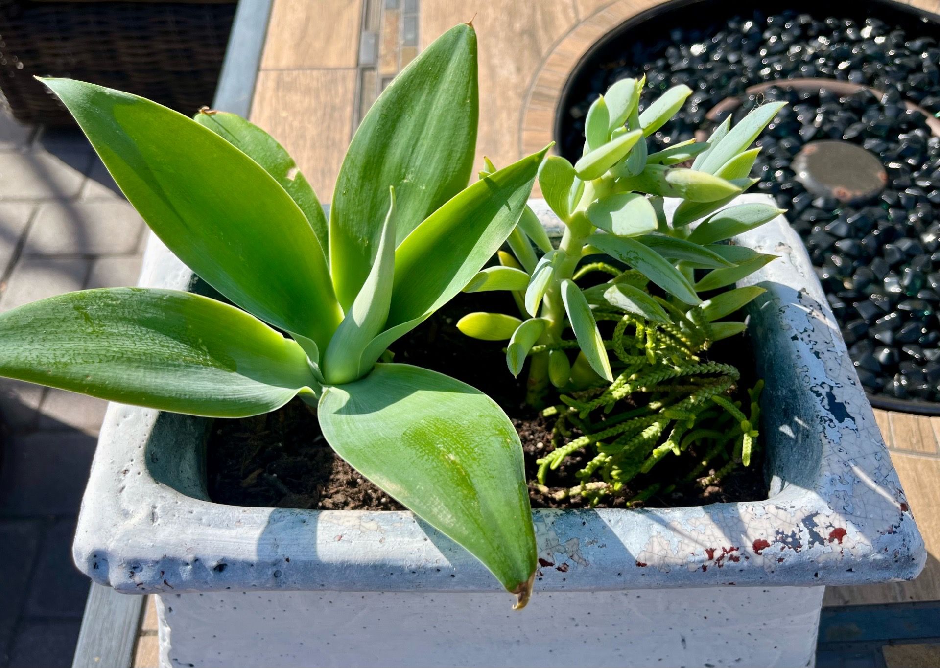 Succulent arrangement