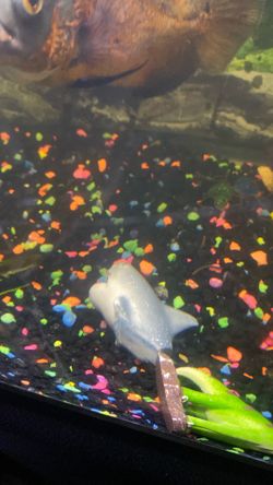 2 free Oscar fish tropical