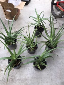 Aloe Vera /Savila