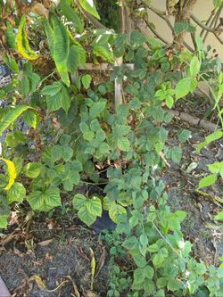 Black Berry bush
