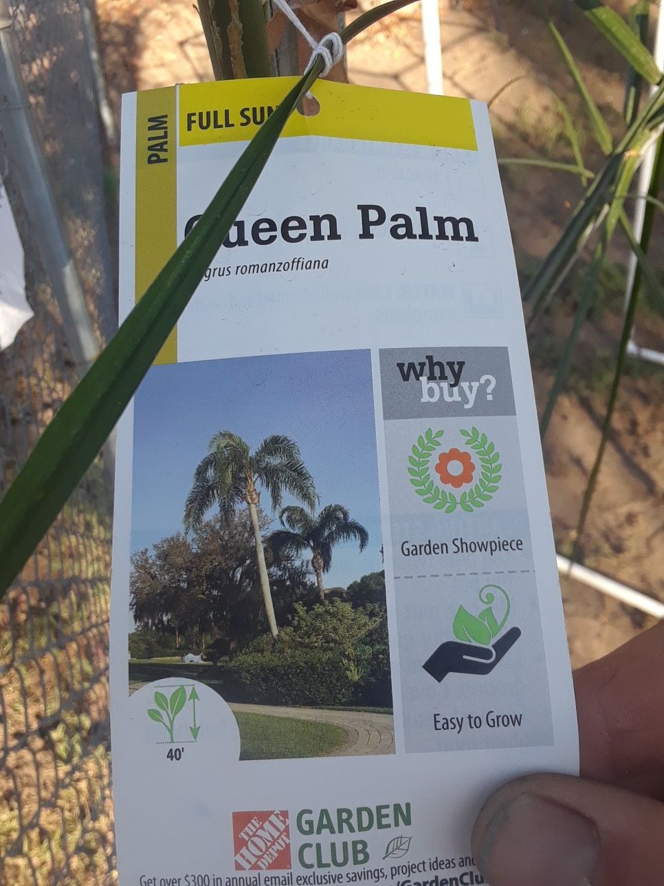 Queen palm tree