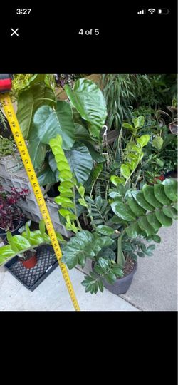 Huge/flowering ~ ZZ plant 3.5ft (10” pot); low light/low maintenance indoor plant; 95820