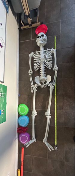 7-Foot Halloween Skeleton – $60 OBO